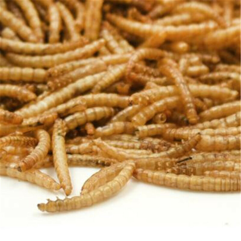 المجففة Mealworms البرية حديقة الطيور تغذية الغذاء وجبة دودة الدجاج الزواحف الأسماك