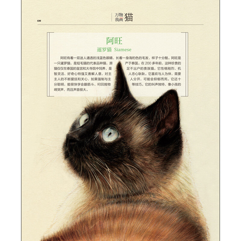 جديد 31 القطط لون قلم رصاص اللوحة كتاب جميل القط الرسم تقنية كتاب صفر الأساسية الرسم التعليمي كتاب للكبار