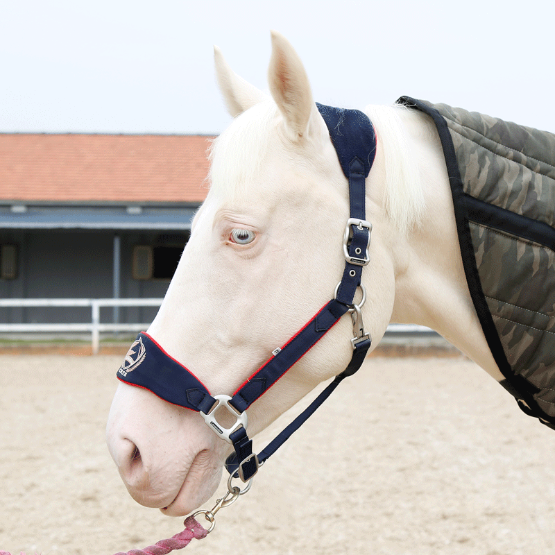 قابل للتعديل الحصان Ridng اللجام مكافحة ارتداء اللجام الحصان الرسن عالية الجودة أجزاء معدنية معدات الفروسية