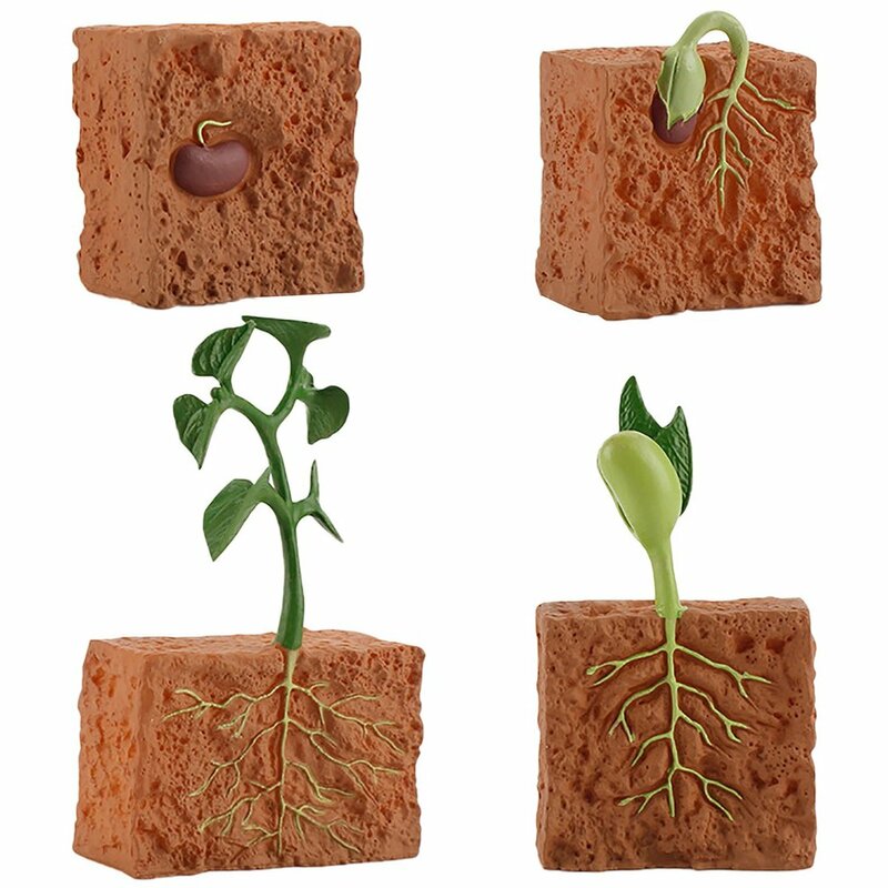 محاكاة دورة حياة الفاصوليا الخضراء دورة نمو النبات نموذج عمل أرقام جمع العلوم ألعاب تعليمية للأطفال