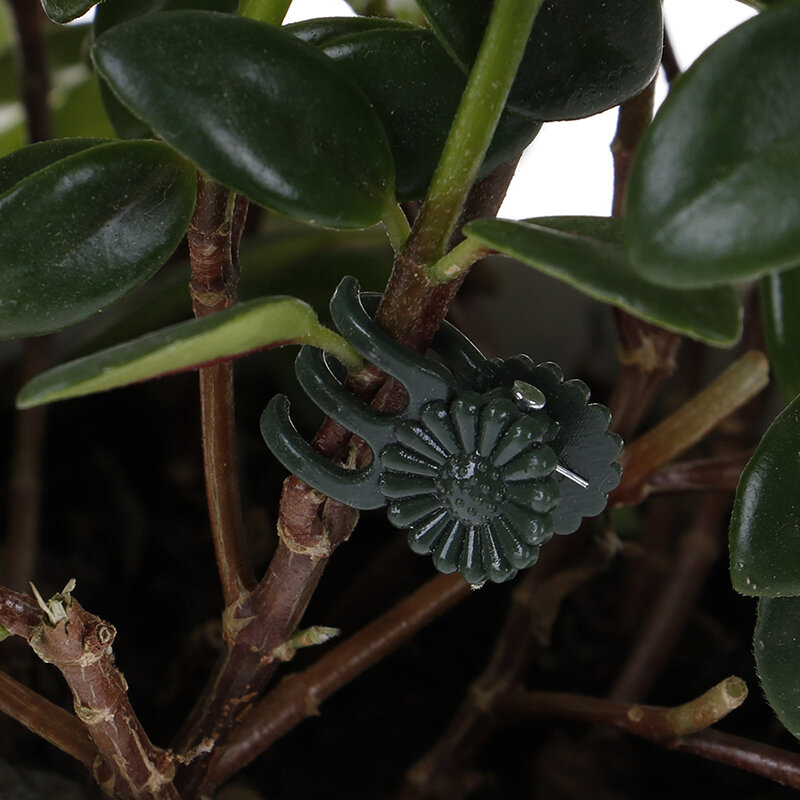 20 قطعة من البلاستيك حديقة كليب خاص كليب ل Phalaenopsis الكسب غير المشروع كليب النبات الكرمة كليب السحلية الجذعية الكرمة دعم حزمة البستنة أداة