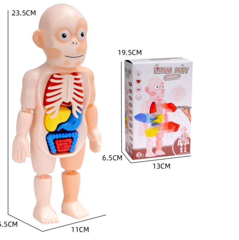 مونتيسوري ثلاثية الأبعاد لغز جسم الإنسان نموذج تشريح الاطفال التعليمية تعلم الجهاز تجميعها لعبة الجسم أداة التدريس للأطفال
