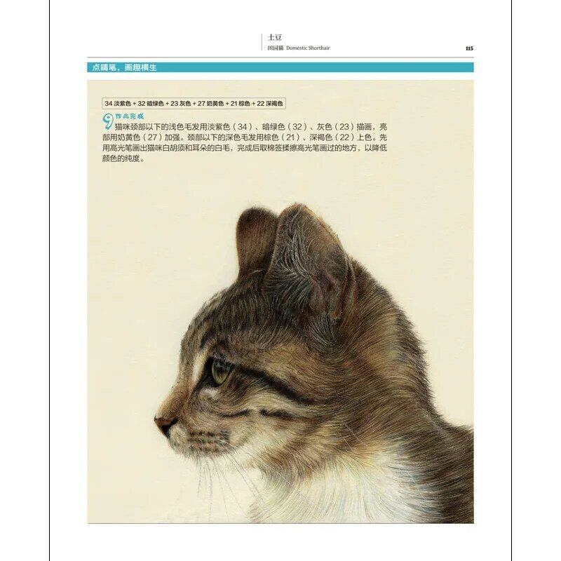 جديد 31 القطط لون قلم رصاص اللوحة كتاب جميل القط الرسم تقنية كتاب صفر الأساسية الرسم التعليمي كتاب للكبار