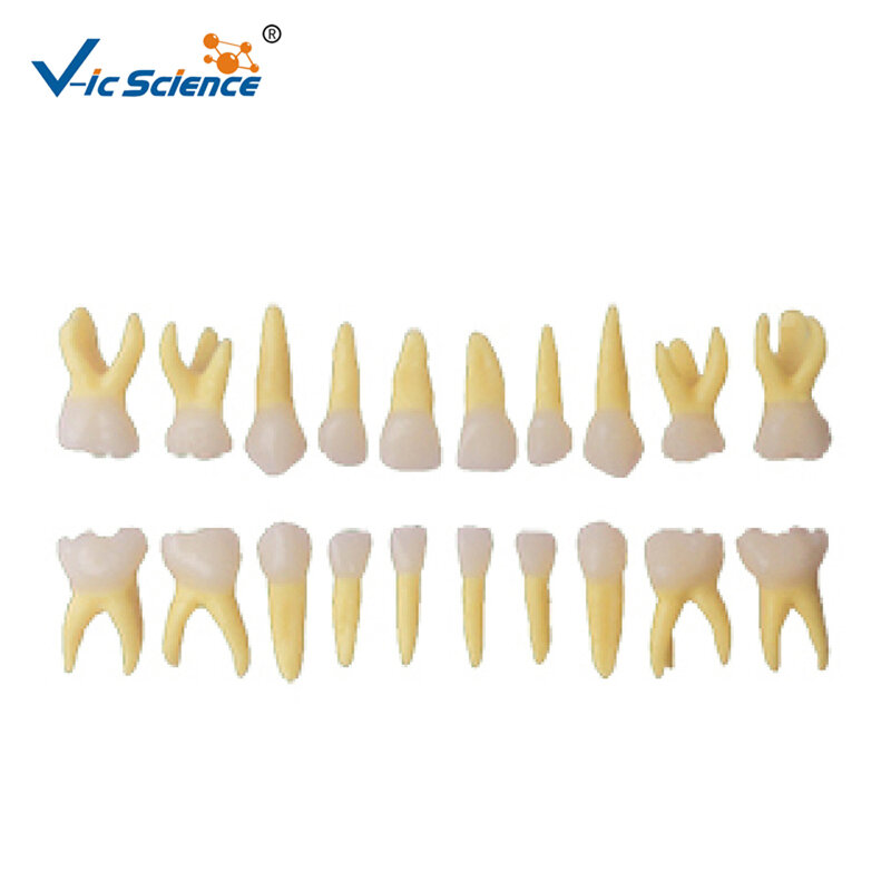 نموذج الأسنان الأولية التشريحية عن طريق الفم