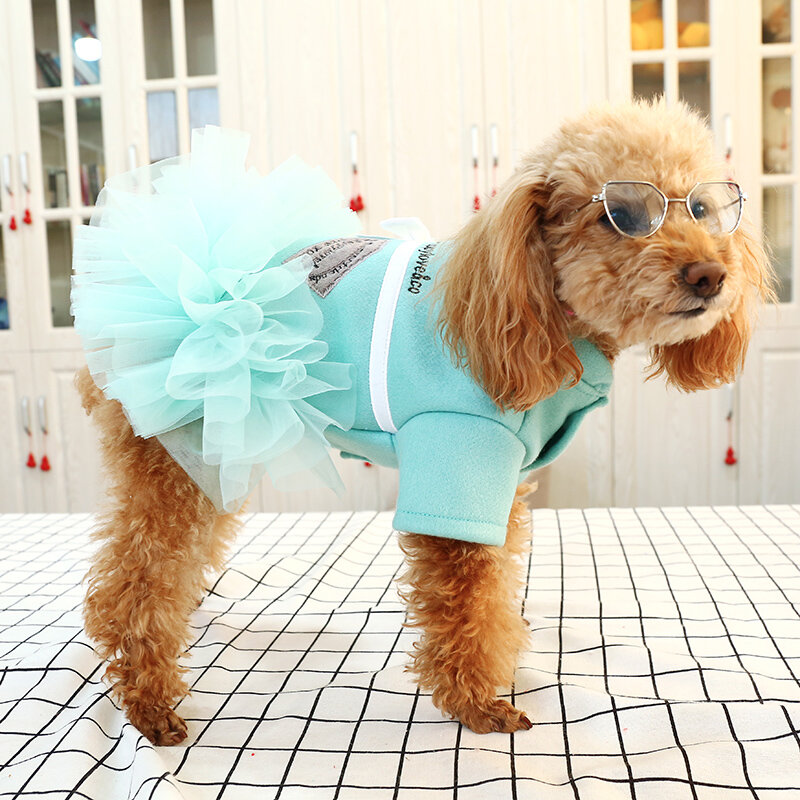 فستان أميرة من الدانتيل توتو ، كلب صغير بومرنان ، كلب صغير ، جرو لطيف ، الربيع والصيف