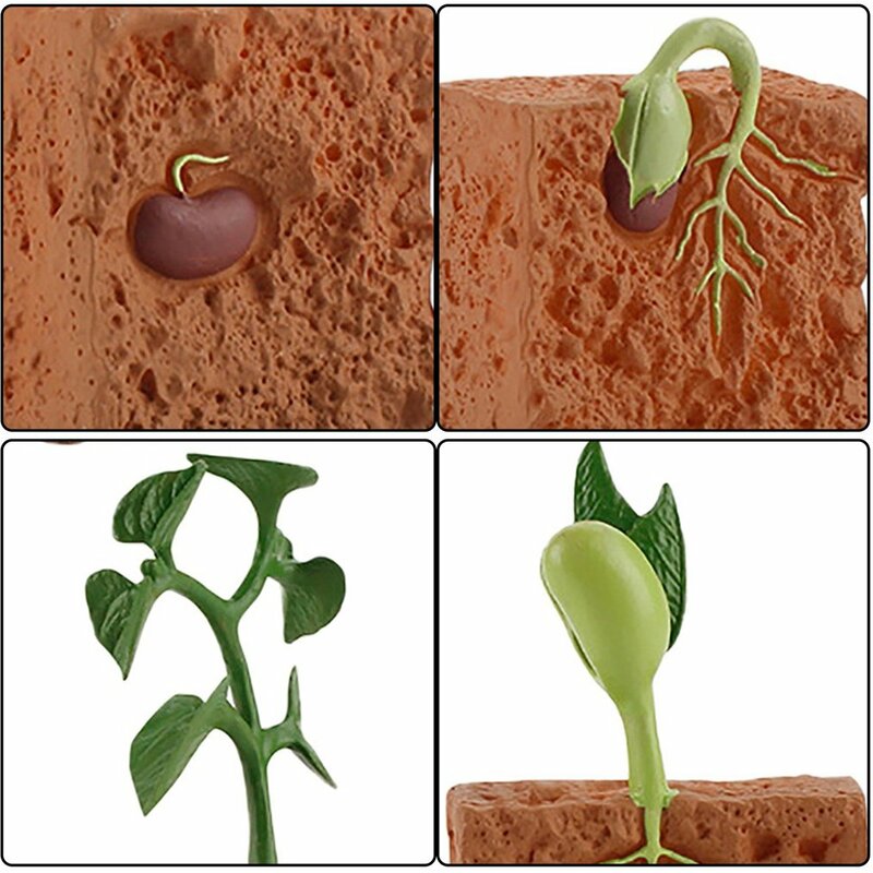 محاكاة دورة حياة الفاصوليا الخضراء دورة نمو النبات نموذج عمل أرقام جمع العلوم ألعاب تعليمية للأطفال