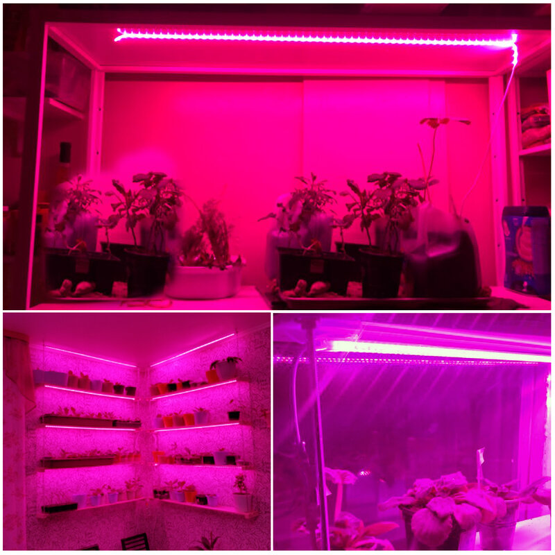 تنمو شرائط ضوء الطيف الكامل 220 فولت فيتو مصباح مقاوم للماء LED شرائط ضوء النبات ل زهرة الشتلات تنمو خيمة المائية 1-20 متر
