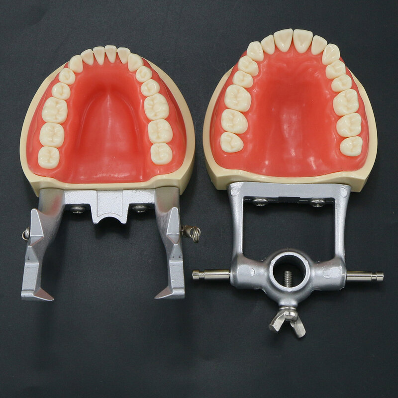 نموذج الأسنان Typodont مع المسمار القابلة للإزالة في الأسنان Kilgore NISSIN 200 نوع 8012 32 الأسنان