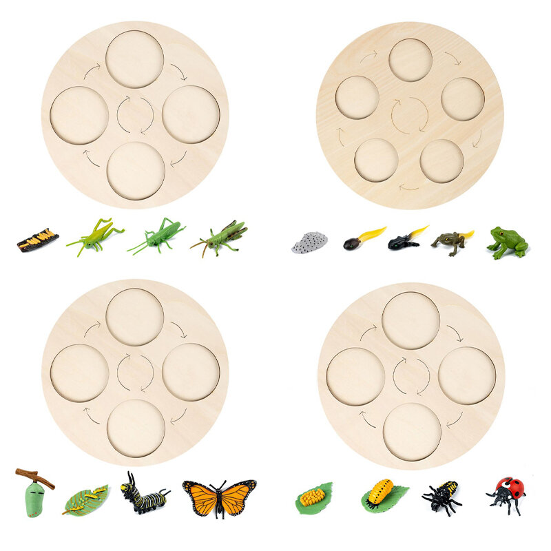 الحيوان النبات دورة الحياة مجلس مونتيسوري عدة الضفدع فراشة الحلزون علم الأحياء العلوم التعليم ألعاب خشبية للأطفال