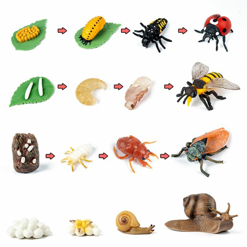 الحيوان النبات دورة الحياة مجلس مونتيسوري عدة الضفدع فراشة الحلزون علم الأحياء العلوم التعليم ألعاب خشبية للأطفال