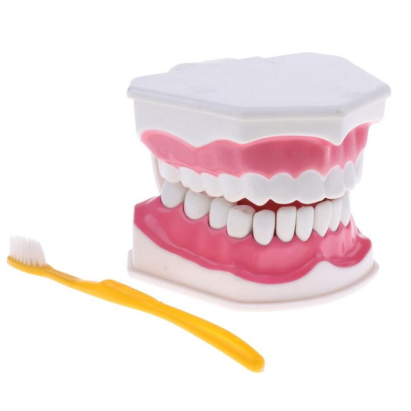 نموذج أسنان بشري كبير مع فرشاة أسنان ، أدوات تعليمية لمختبر طبيب الأسنان ، ألعاب تعليمية للطلاب ، مواد من كلوريد البولي فينيل ، 2 *