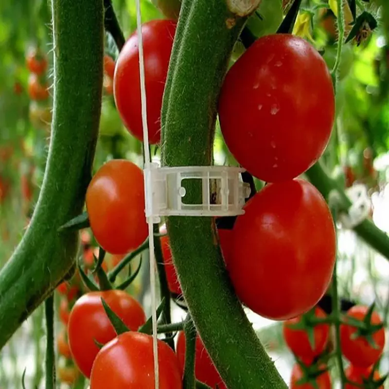 150/50 قطعة البلاستيك مصنع دعم كليب قابلة لإعادة الاستخدام النبات الكرمة حماية تطعيم تحديد أداة ل الخضار الطماطم حديقة لوازم