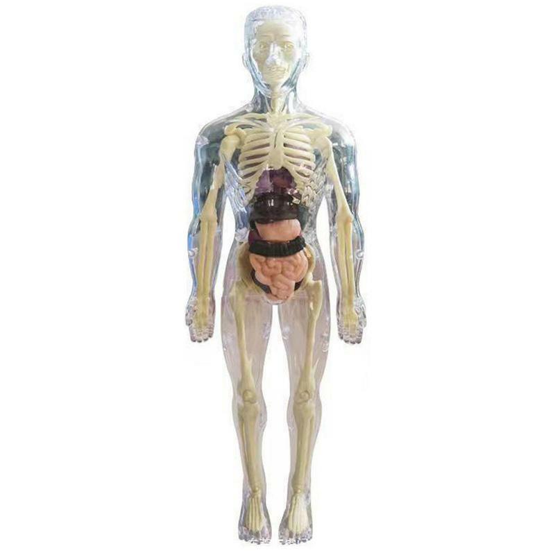 نموذج جسم بشري مرئي ثلاثي الأبعاد للأطفال ، دمية تشريح واقعية ناعمة ، عضو قابل للإزالة ، ألعاب تعليمية