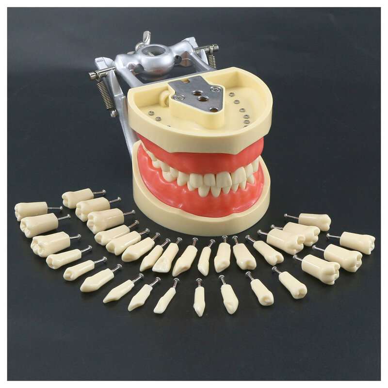 نموذج الأسنان Typodont مع المسمار القابلة للإزالة في الأسنان Kilgore NISSIN 200 نوع 8012 32 الأسنان