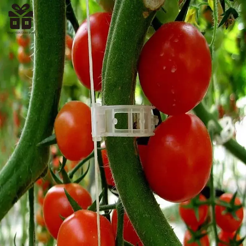 مشابك دعم نباتات بلاستيكية قابلة لإعادة الاستخدام ، حماية كرمة ، أداة تثبيت تطعيم الطماطم النباتية ، مستلزمات الحدائق ، صانعة