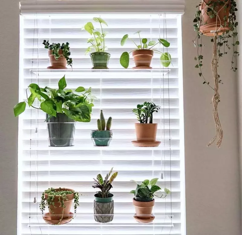 أرفف حائط شفافة من الأكريليك تعلق على الحائط أرفف للنباتات العائمة أرفف قابلة للضبط للارتفاع للأماكن الداخلية إطارات صور للنباتات العصارية