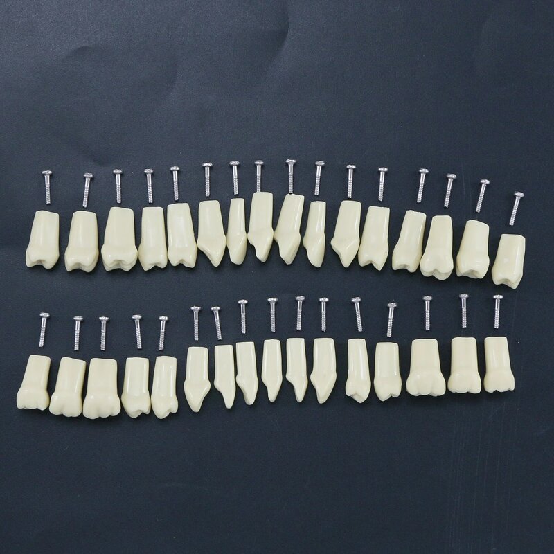 Frasaco AG3 نوع صالح الأسنان استبدال القياسية 32 قطعة المسمار في نموذج لشكل الأسنان ممارسة ملء Typodont استعادة التجريبي M8022