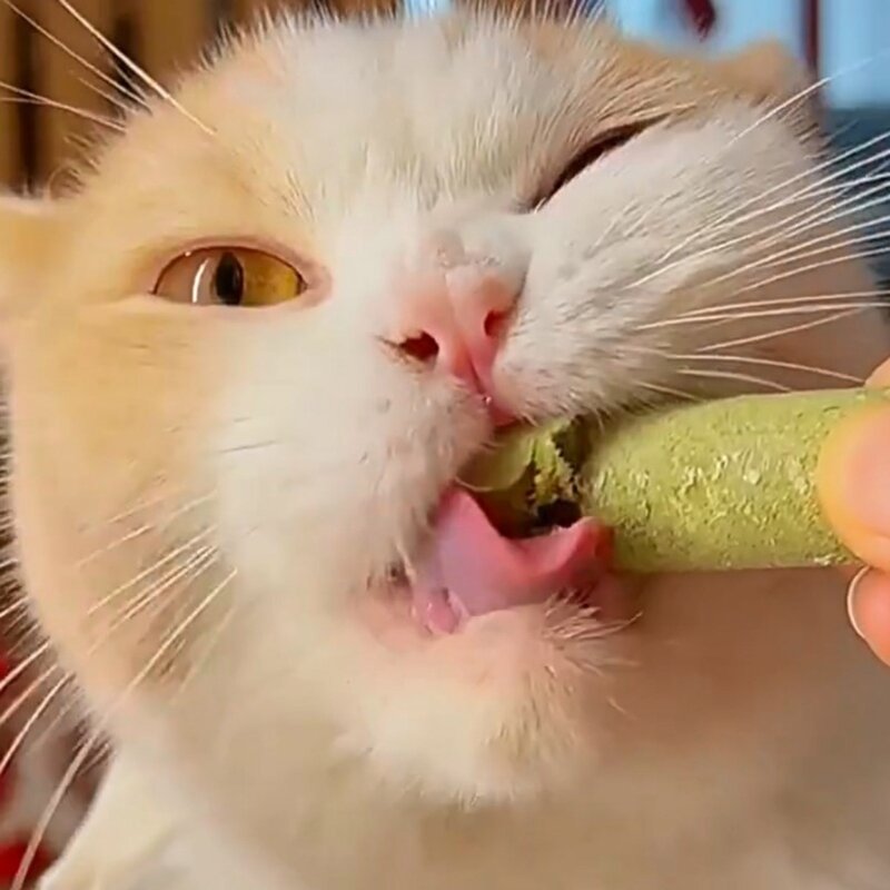 عصا العشب الطبيعي للحيوانات الصغيرة يعامل لعبة هريرة القط الفم لعبة مضغ صحية انخفاض الشحن