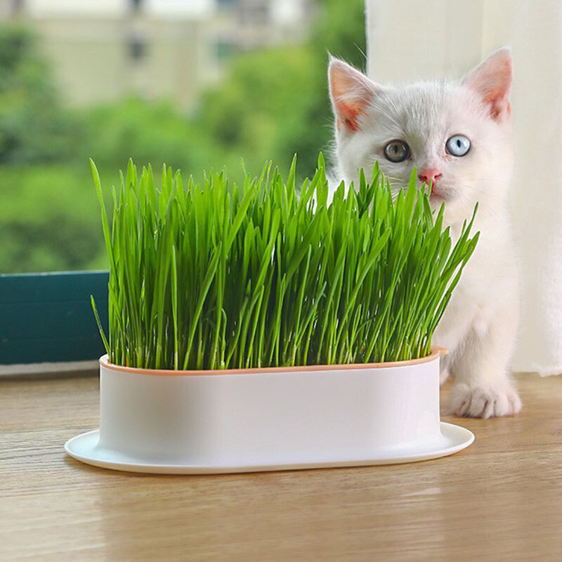 جديد الحيوانات الأليفة القط تنبت طبق تزايد وعاء النباتات المائية القط العشب إنبات الهضم كاتب طبق الدفيئة تنمو صندوق
