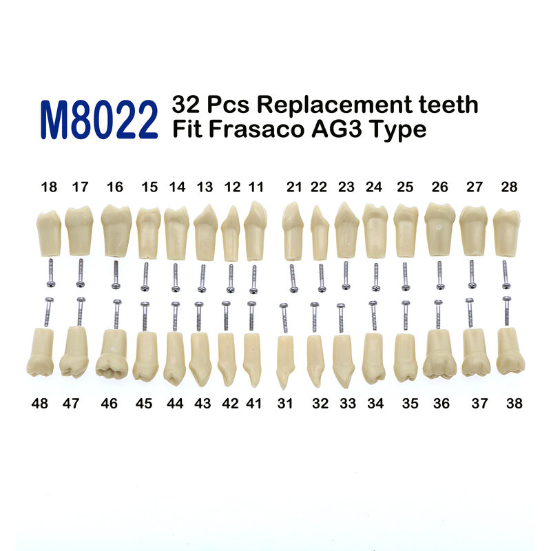 Frasaco AG3 نوع صالح الأسنان استبدال القياسية 32 قطعة المسمار في نموذج لشكل الأسنان ممارسة ملء Typodont استعادة التجريبي M8022