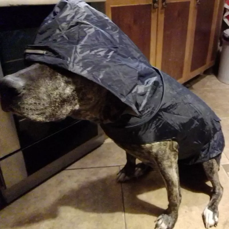 الكلب معطف واق من المطر مقاوم للماء هوديي سترة المطر المعطف الحيوانات الأليفة ملابس ضد المطر مع شريط عاكس في الهواء الطلق الكلاب معطف واق من المطر الملحقات