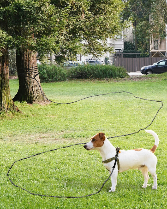 مقود كلب طويل بمقبض ناعم ، مقود تدريب كلب عاكس ، خطاف قابل للقفل ، كلاب متوسطة وكبيرة ، تخييم وخارج ، 10 م ، 15 م
