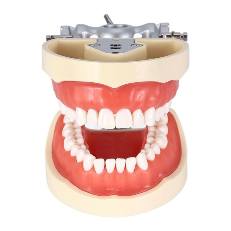 Kilgore-Nissin نموذج الأسنان ، المسمار في ، ملء Typodont ، الممارسة القياسية ، دراسة تعليم التجريبي ، M8012 ، صالح الأسنان ، 32 قطعة ، 200