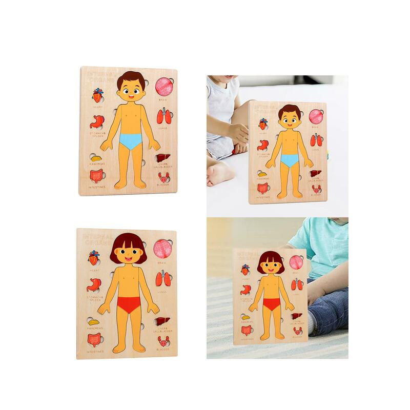 لعبة ألغاز خشبية لجسم الإنسان للأطفال ، لعبة مطابقة ، لعبة تعليمية مبكرة ، لوحة مشغولة