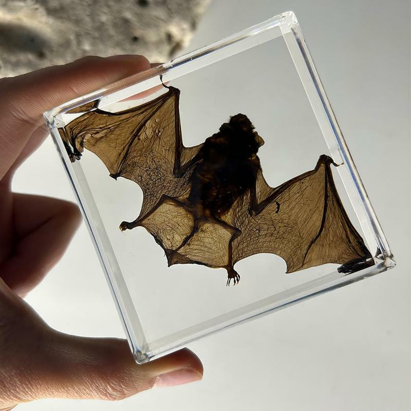 زخرفة عينة خفاش أكريليك ، عينة خفاش حقيقية ، زخرفة في الراتنج ، ديكور سطح الطاولة ، قطعة معرفة تنويرية
