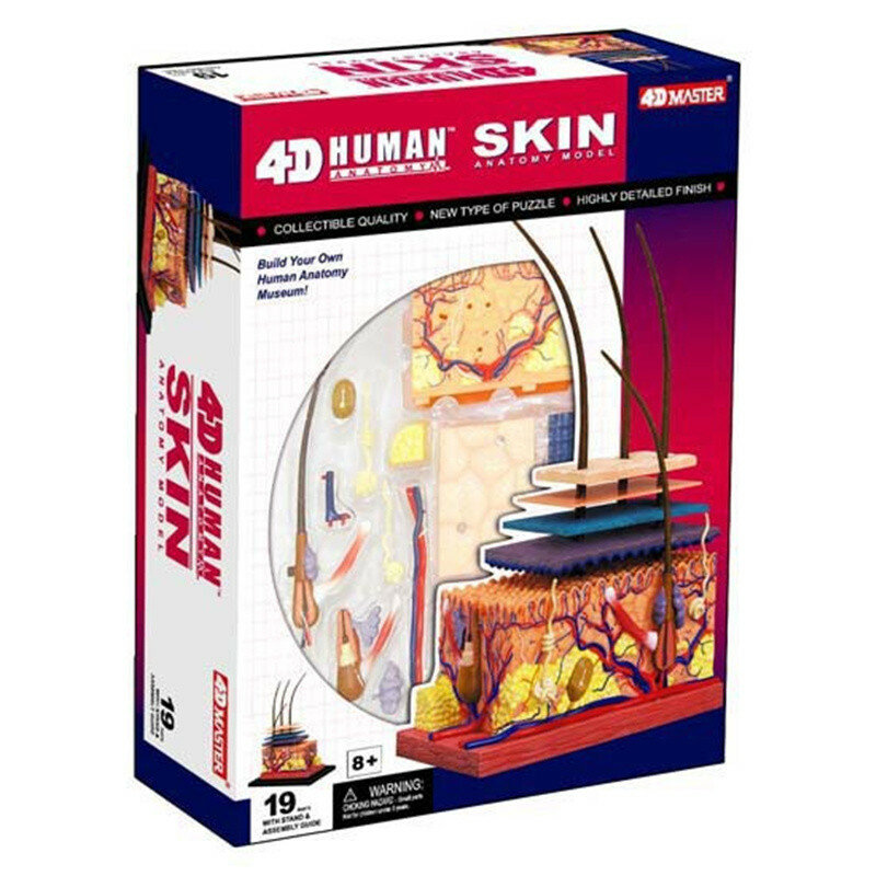 نموذج الجلد البشري انفصال DIY بها بنفسك المعدات التعليمية مع دليل 4D ماستر توسيع هيكل الجلد الموارد التعليمية