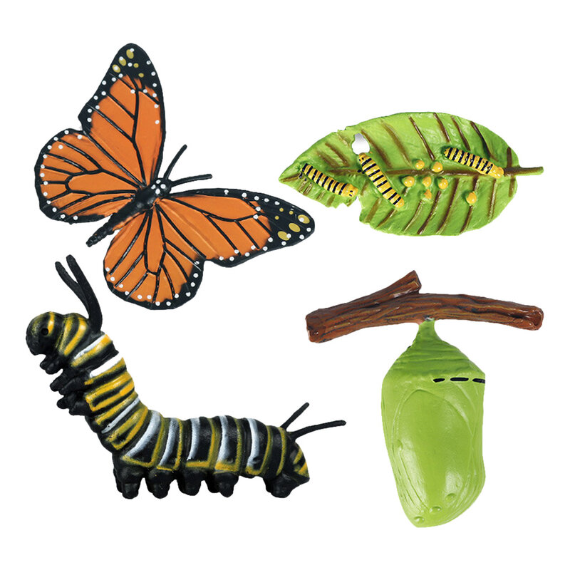 مجموعة ألعاب تعليمية للأطفال الصغار ، نماذج دورة حياة الفراشة الطبيعية ، مرحلة نمو الحشرات ، ما قبل المدرسة