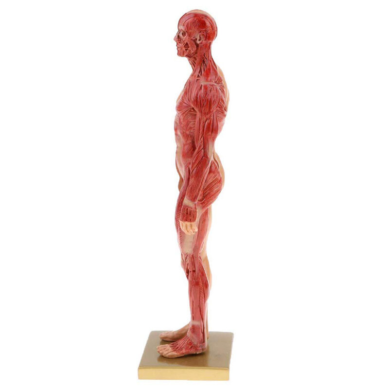 30 سنتيمتر الراتنج جسم الإنسان العضلات تمثال النحت الإنسان التشريح 
