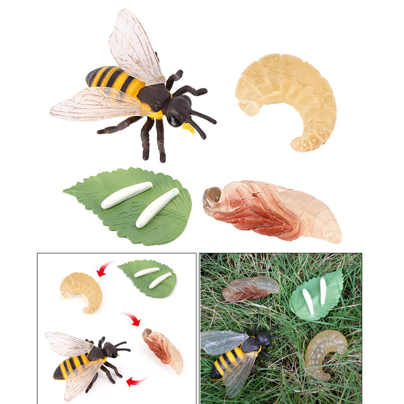 البلاستيك الحشرات النحل دورة النمو مرحلة ما قبل المدرسة علم الأحياء اللعب لعب الأدوار