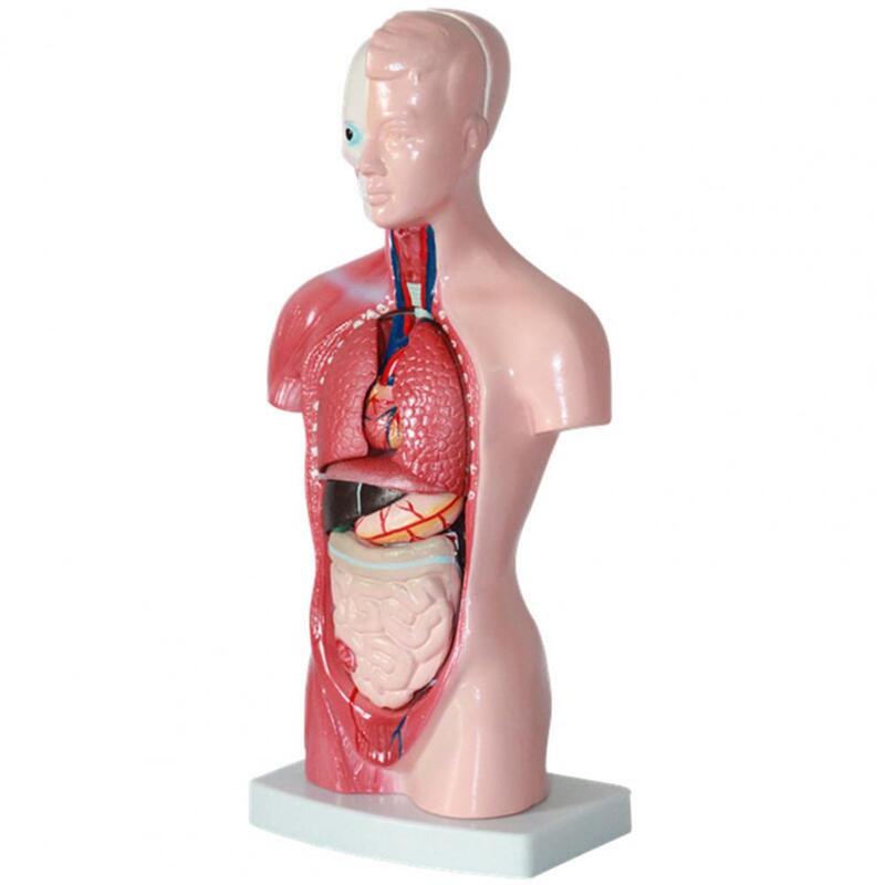 15Pcs/Set Internal Organs Model Educational Anatomical Teaching Tool Anatomy Human Torso Body Model for Classroom