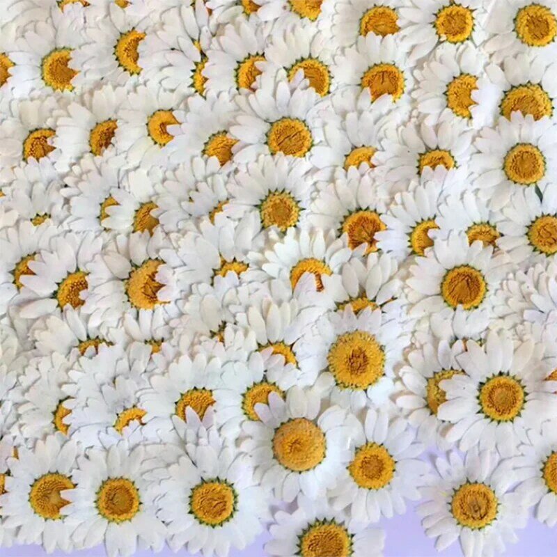 زهور مجففة طبيعية أصلية ، 12/100 قطعة ، أزهار بيضاء مضغوطة ، مجوهرات من الراتينج ، ملصقات أظافر ، مكياج ، أشغال يدوية