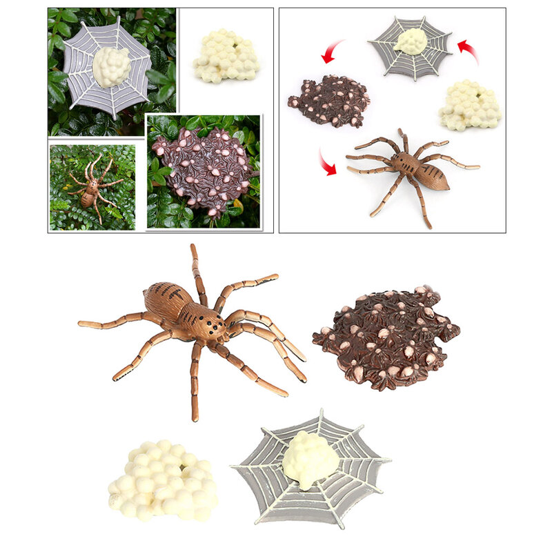 العنكبوت دورة الحياة الحشرات العلوم الفصول الدراسية تعلم ألعاب تعليمية جمع