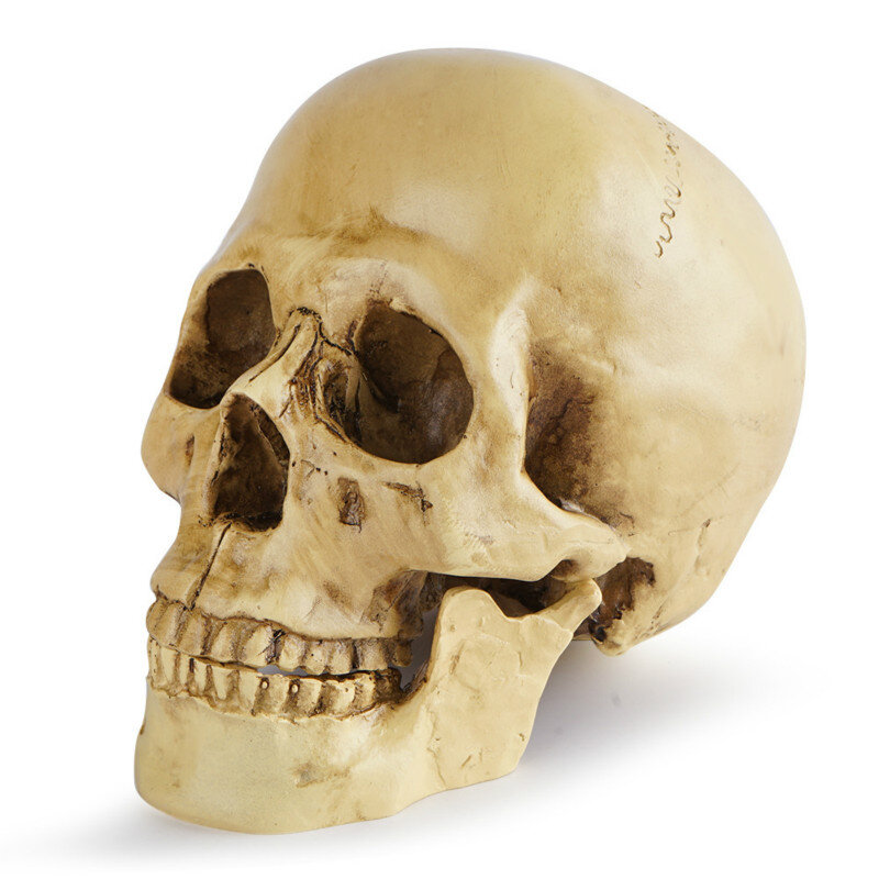 BUF-نموذج جمجمة طبية من الراتينج ، مقياس 1:1 ، ديكور منزلي ، نحت ، هدية هالوين