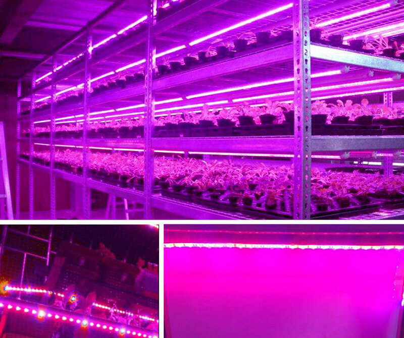 مصباح نمو نباتي LED ، 265 فولت ، طيف كامل ، إضاءة للنباتات الداخلية