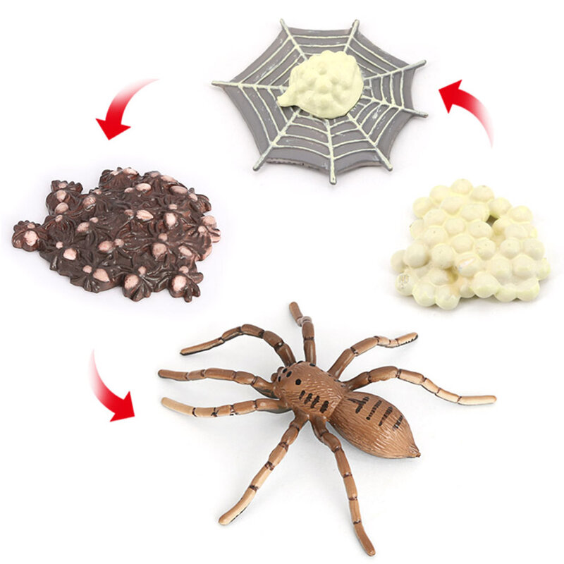 العنكبوت دورة الحياة الحشرات العلوم الفصول الدراسية تعلم ألعاب تعليمية جمع