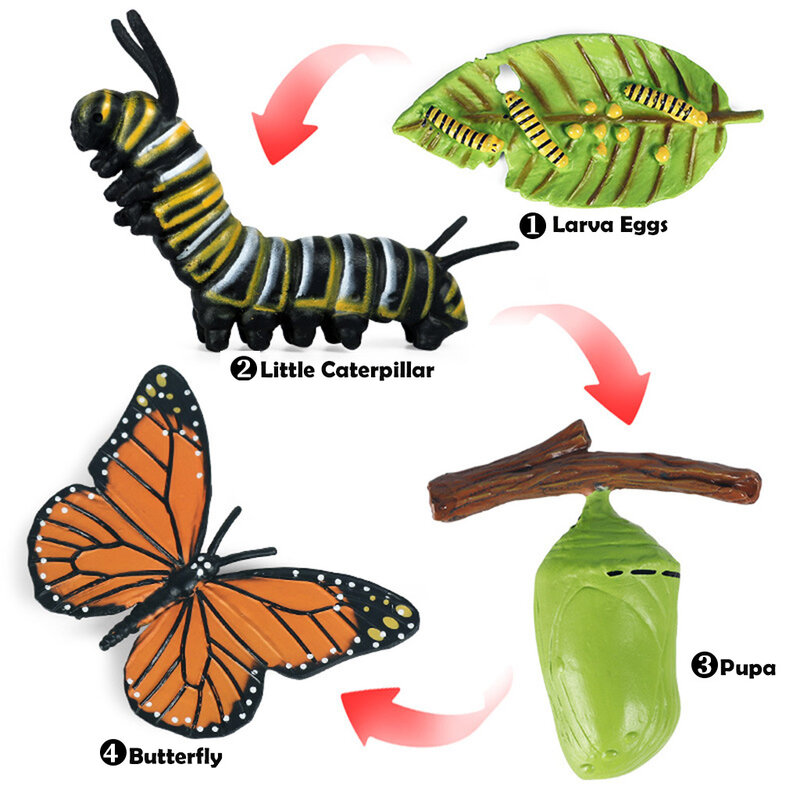 مجموعة ألعاب تعليمية للأطفال الصغار ، نماذج دورة حياة الفراشة الطبيعية ، مرحلة نمو الحشرات ، ما قبل المدرسة