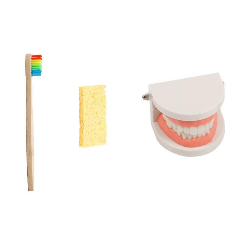 1 مجموعة نموذج الأسنان هيكل قوي عالية محاكاة قابلة لإعادة الاستخدام تعليم الأسنان فرشاة الأسنان نموذج للطفل التعليم المبكر