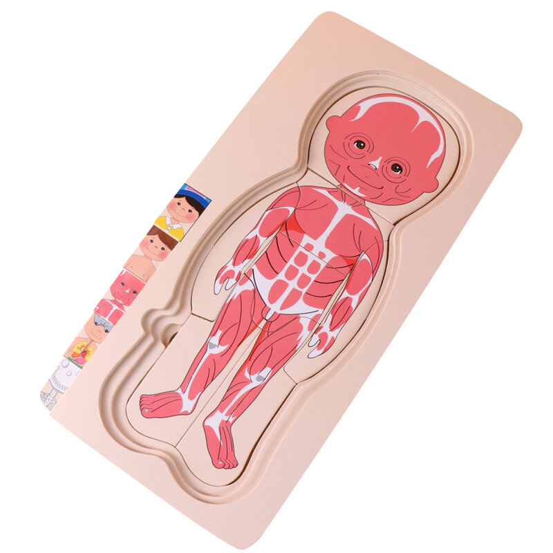 دستور الجسم لغز خشبي متعدد الطبقات التعليمية لغز ملون للطفل (نمط الصبي)