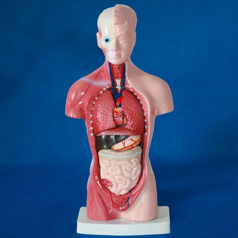 15Pcs/Set Internal Organs Model Educational Anatomical Teaching Tool Anatomy Human Torso Body Model for Classroom