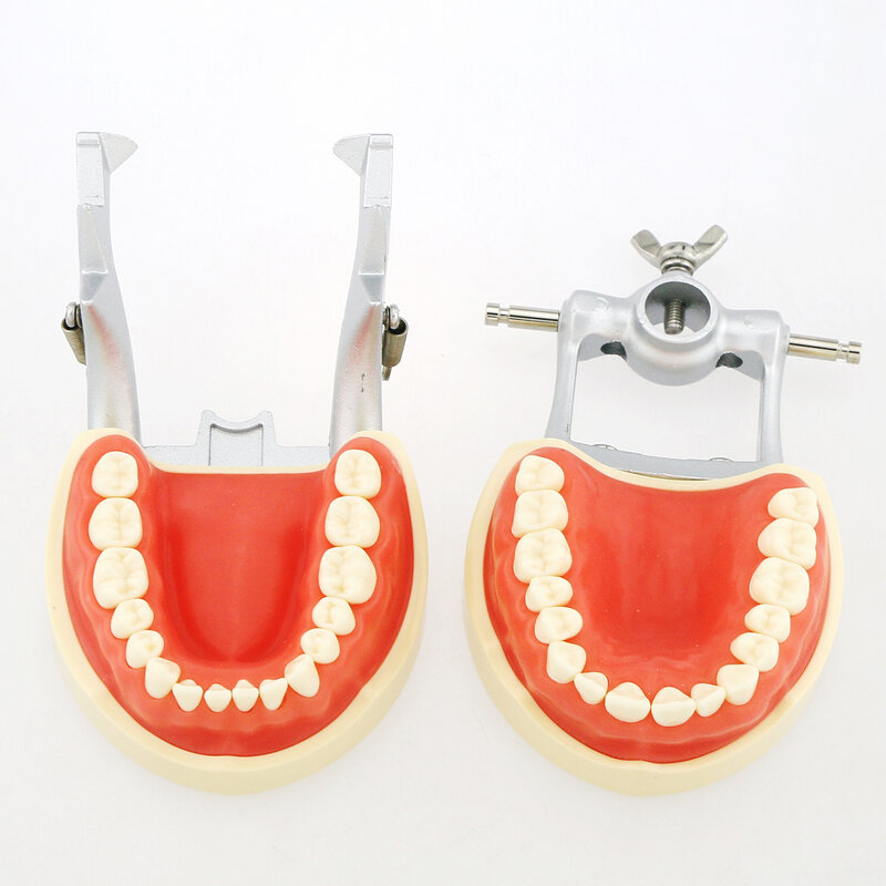 Kilgore Nissin 200 نوع صالح الأسنان المسمار في 32 قطعة ملء نموذج لشكل الأسنان Typodont القياسية ممارسة دراسة تعليم التجريبي M8012 #3