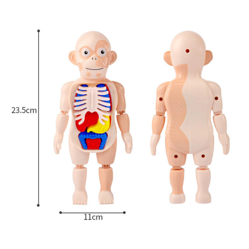 ألعاب أطفال جسم الإنسان نموذج تشريح طفل لغز لعبة تعليمية تعلم الجهاز تجميعها لعبة البيولوجيا هيئة جهاز التدريس #6