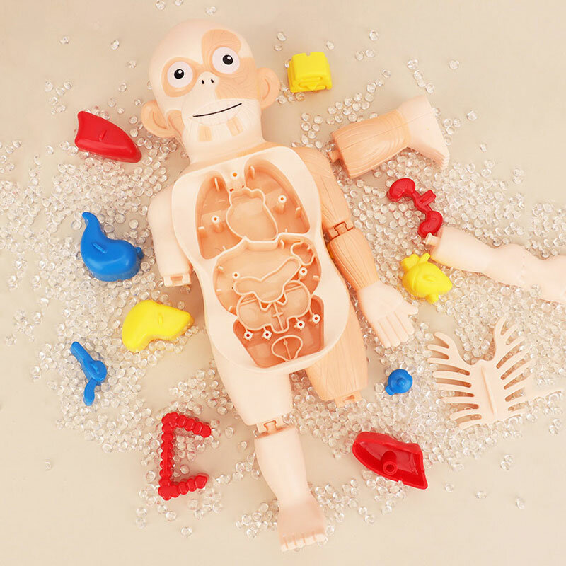 ألعاب أطفال جسم الإنسان نموذج تشريح طفل لغز لعبة تعليمية تعلم الجهاز تجميعها لعبة البيولوجيا هيئة جهاز التدريس #5