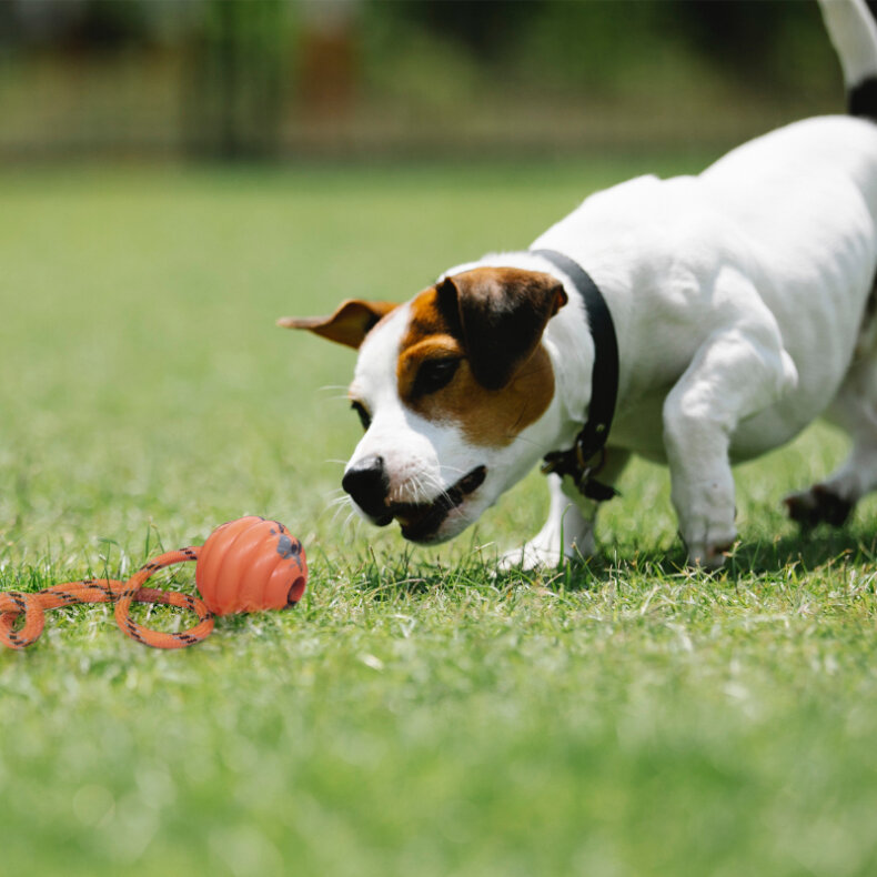 الحيوانات الأليفة لعبة الكرة حبل المطاط التدريب التفاعلية لدغة مقاومة التعليمية المولي الأسنان تنظيف الكرة #3