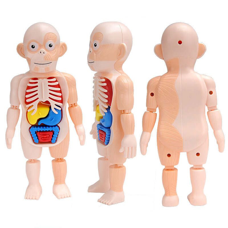 ألعاب أطفال جسم الإنسان نموذج تشريح طفل لغز لعبة تعليمية تعلم الجهاز تجميعها لعبة البيولوجيا هيئة جهاز التدريس #2