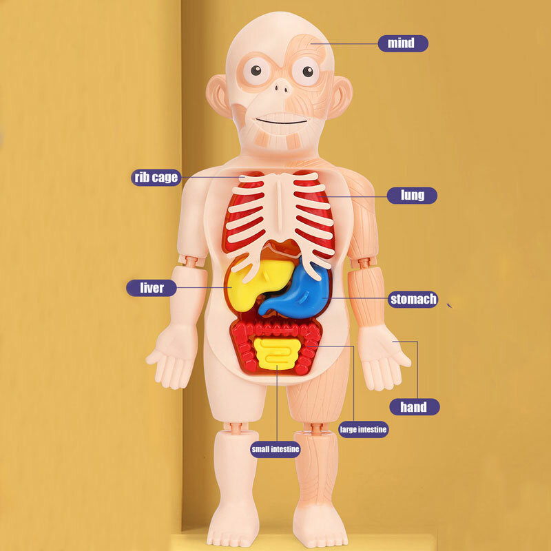 ألعاب أطفال جسم الإنسان نموذج تشريح طفل لغز لعبة تعليمية تعلم الجهاز تجميعها لعبة البيولوجيا هيئة جهاز التدريس #3
